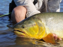 Golden indeed Golden indeed