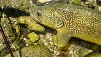 Dry fly Marble from Idirjca Dry fly Marble from Idirjca