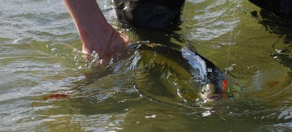 Ready to land Ready to land