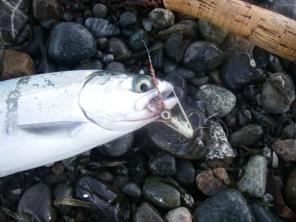 Rezzies eat squid Rezzies eat squid