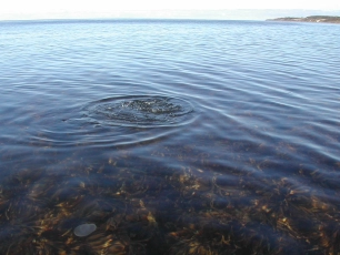 Action in the shallows Action in the shallows