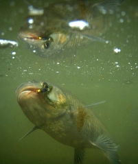 Frog's view Frog's view