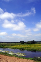 A Danish grayling stream A Danish grayling stream