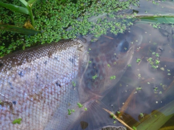 Munker fish Munker fish