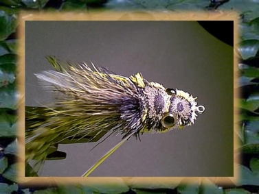 Olive, top view Olive, top view