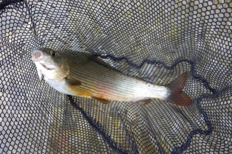 Grayling on Deer Hair Stuck Dun size 16 Grayling on Deer Hair Stuck Dun size 16
