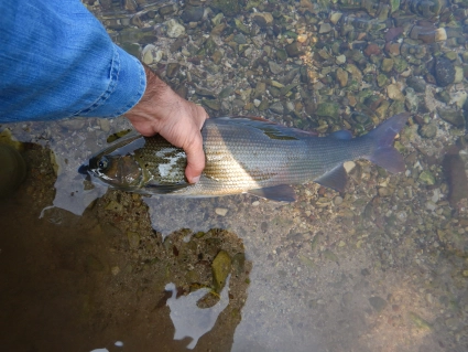 Grayling Grayling