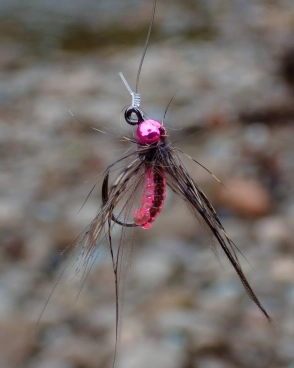 Grayling bug Grayling bug