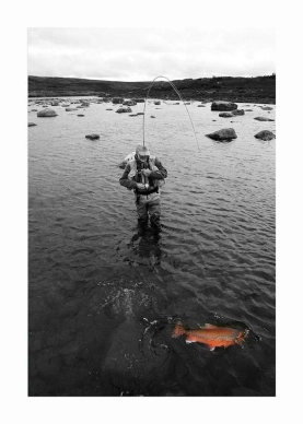 Arctic char Arctic char