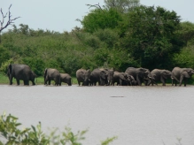 Elephants drinking at the waterside with a crocodile floating in the water half way to the elephants. Elephants drinking at the waterside with a crocodile floating in the water half way to the elephants.