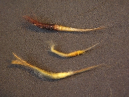 Different finished bodies Different finished bodies