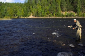 A caddis run A caddis run