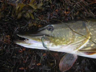 Pike stare Pike stare