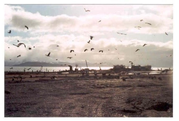 Homer eagles Homer eagles