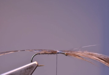 Step 3 - wing tied in Step 3 - wing tied in