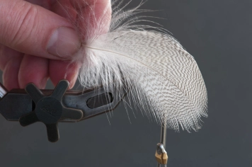 The whole feather The whole feather