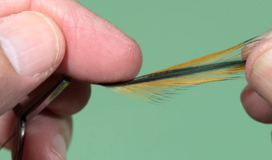 Push barbs over the rachis (stem) Push barbs over the rachis (stem)