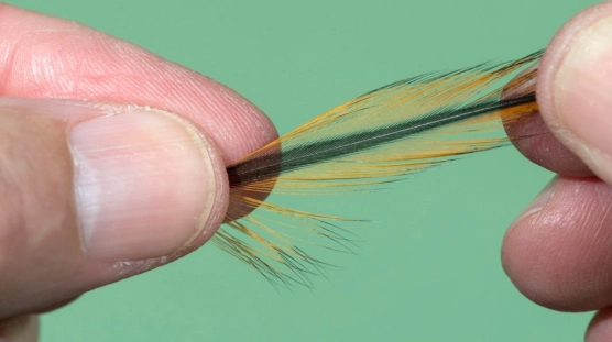 Grab over the rachis (stem) Grab over the rachis (stem)