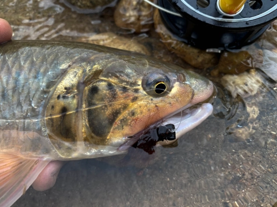 The mouse is trappped! The mouse is trappped!