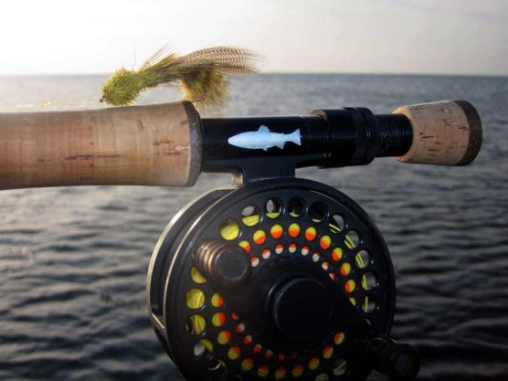 Zoo Cougar Zoo Cougar