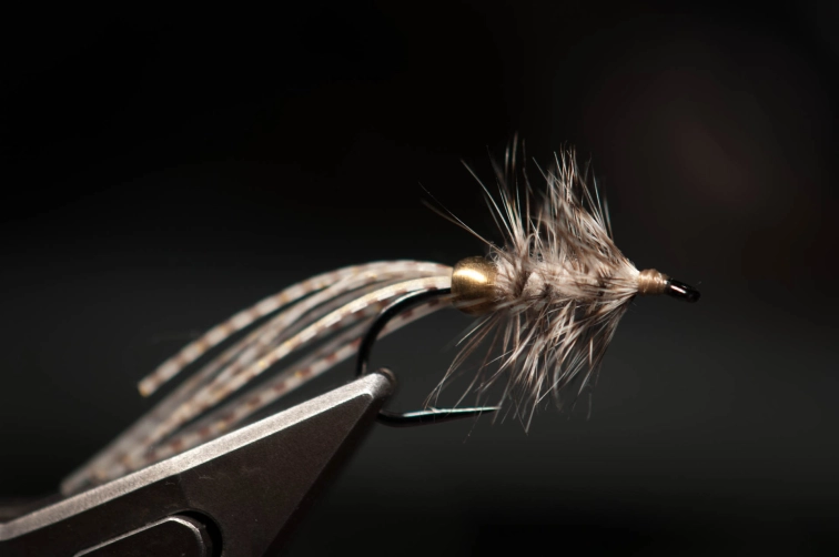 Squiddy, shrimpy Squiddy, shrimpy