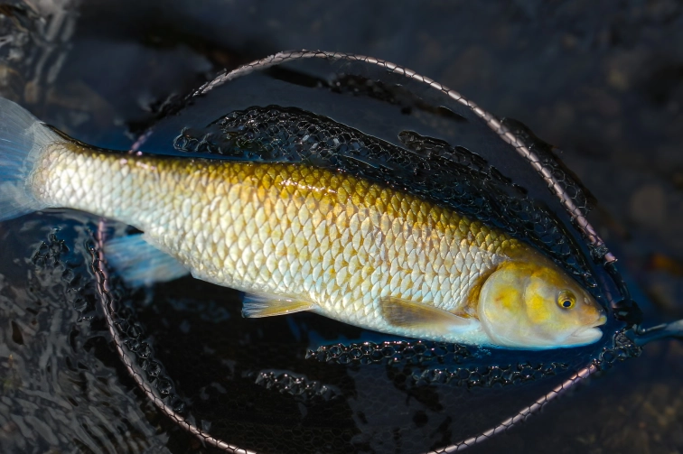 A chub on a Pipette Popper A chub on a Pipette Popper