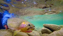 Video thumb for Always Worth the Trip