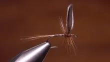 Video thumb for Ginger Quill