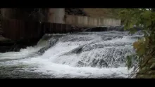 Video thumb for Brown Trout River Migration