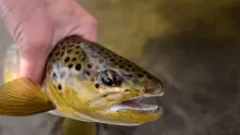 Video thumb for Weber River, Utah