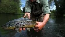 Video thumb for chalk stream