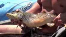 Video thumb for Square Salmon