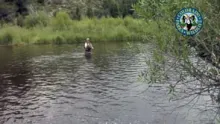 Video thumb for Salmon Flies on the Colorado