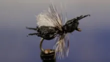 Video thumb for Ken's Crazy Ant