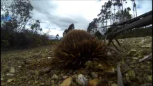 Video thumb for French fishing seminar in Tasmania