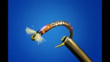 Video thumb for ASB Midge Pupa