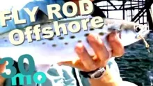 Video thumb for Spanish mackerel on flyrod