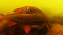Video thumb for Big Grayling on small dry fly in Slovakia