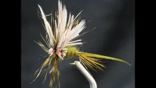 Video thumb for The Fatty Longtail