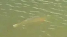Video thumb for The Red Zone-Fly-Fishing for Red Fish