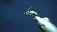 Video thumb for VN Caddis Pupa