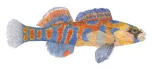 User submitted picture: Watercolor Study of a Mal...